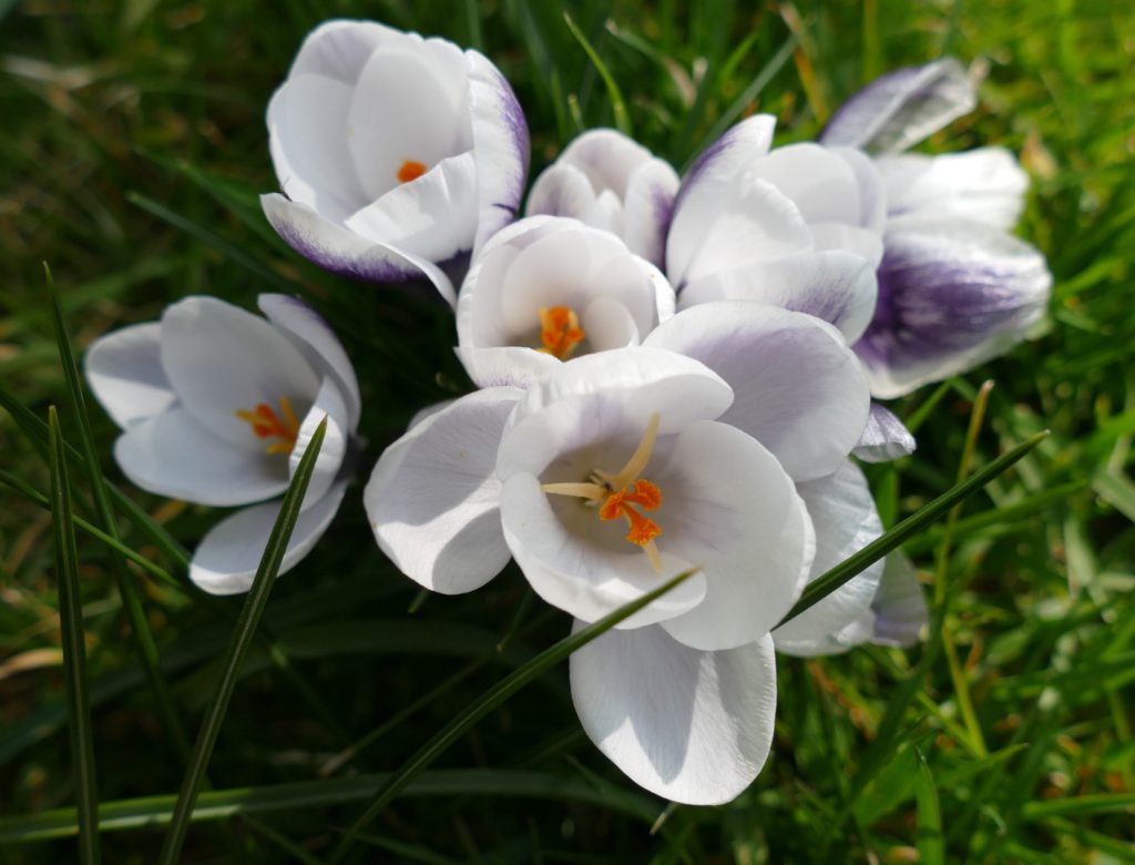 weiße Krokusse im Frühling im Garten Staeves