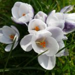 weiße Krokusse im Frühling im Garten Staeves