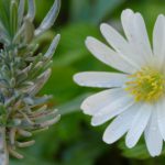 Lavendel neben Anemone