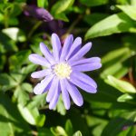 Anemone Blanda eine der ersten Blumen im Frühjahr