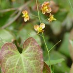 immergrüner Elfenspiegel hat kleine Blüten die über den Blätter scheinbar über den Blätter schweben