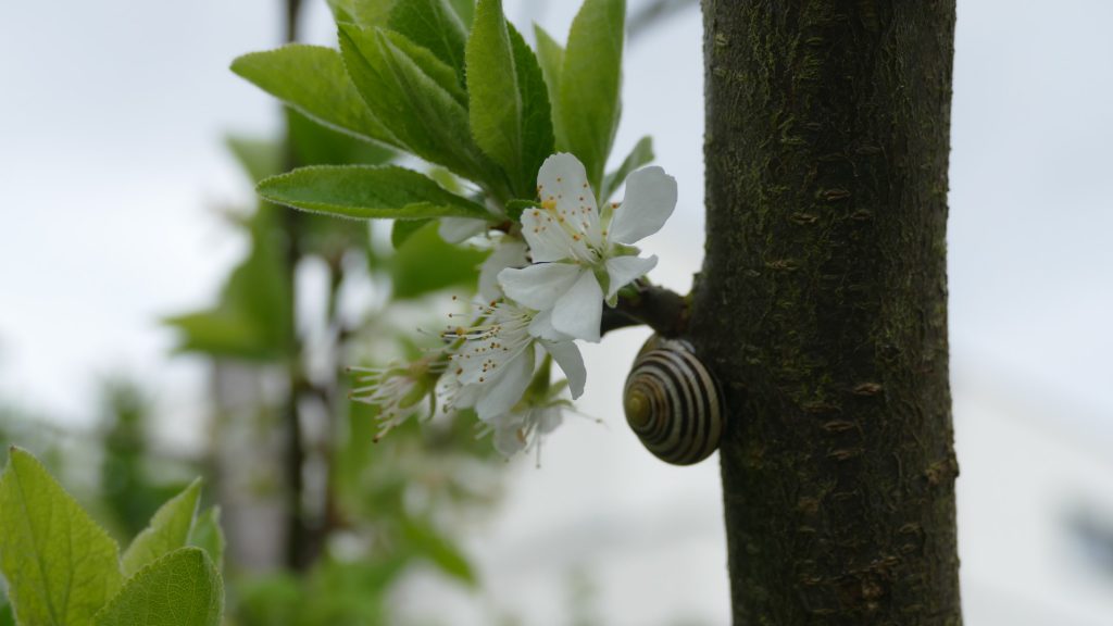 Schnirkelschnecke bei Apfelblüte