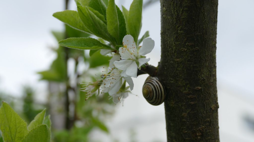 Schnirkelschnecke bei Apfelblüte