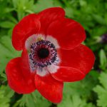 DIe Anemone, eine wunderhübsche elegante Blume