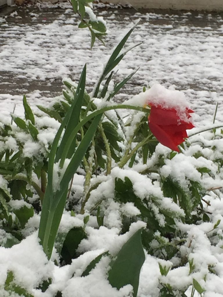 rote beschneite Tulpe