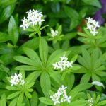 Waldmeister duftet wenn er geerntet an der Luft liegt