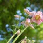 rosa Akelei vermehrt sich sehr zuverlässig und ist anspruchslos