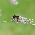 Hummel auf Lavendelblüte