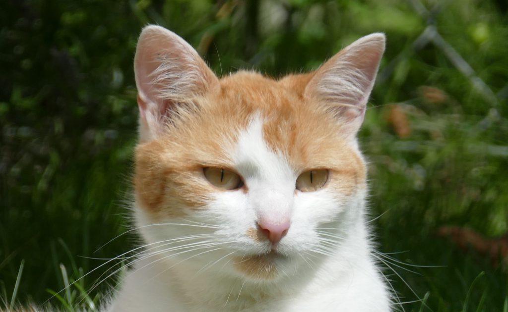 Katze im Sonnenschein