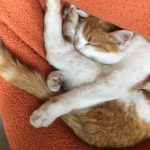 Katze - ungewöhnliche Schlafposition