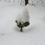 Grünkohl mit Schneehaube