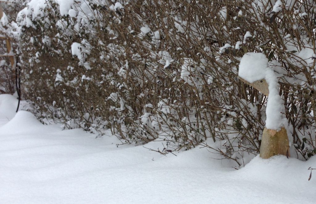 viel Schnee auf der Ligusterhecke, die Holzente schau noch heraus