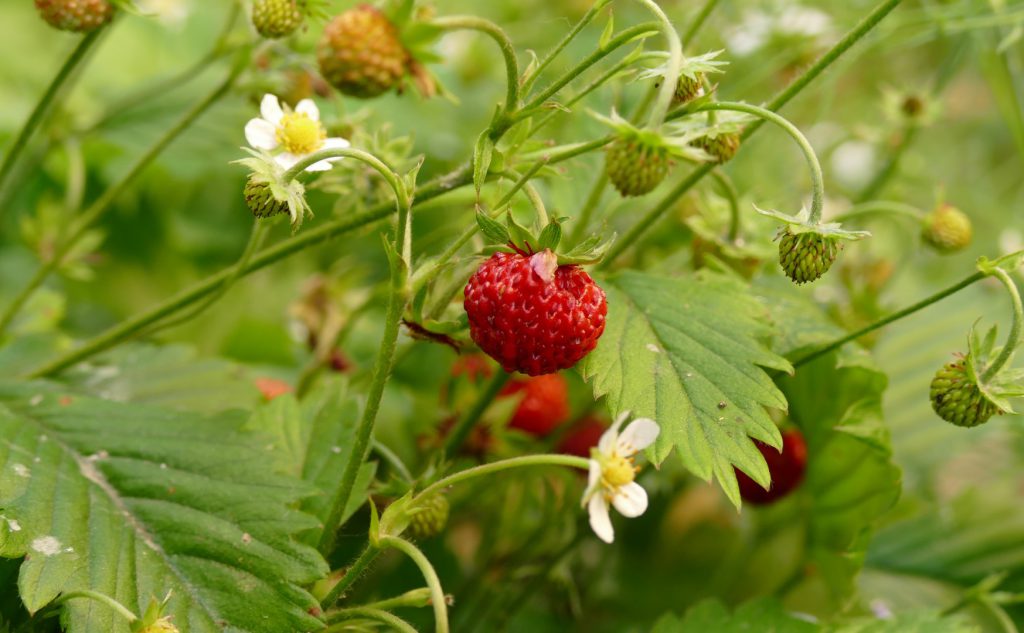 Walderdbeeren im Garten