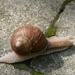 unsere Weinbergschnecke Fridolin