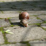 unsere Weinbergschnecke Fridolin