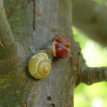 zwei Schnirkelschnecken auf dem Apfelbaum