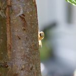 Schnirkelschnecke klettert auf Apfelbaumstamm