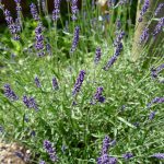 blühender Lavendel