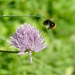 Hummel im Landeanflug auf eine Schnittlauchblüte