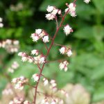 Heuchera - Purpurglöckchen