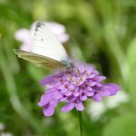 Weißling auf Sommerblüte