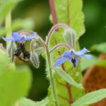 Biene auf einer Borretschblüte