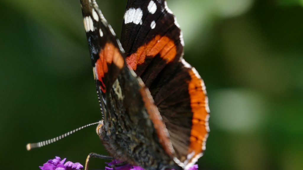 Der Admiral ist ein prachtvoller Schmetterling