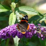 Schmetterlinge lieben Buddleja