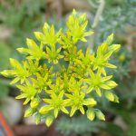 gelb blühendes Sedum