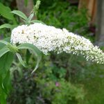 weißer Sommerflieder Buddleja Schmetterlingsmagnet i