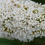 weißer Sommerflieder in Großaufnahme mit Ameise