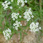 kleine weiße Blüten, niedrig wachsend