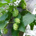 Hopfenblüten, für einen Tee reicht es aber noch nicht für Bier