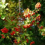 roter Feuerdorn, leckere Beeren für die Vögel