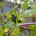 Eine Amsel sitzt im Wein und beobachtet den Garten