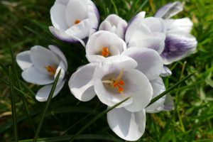 weiße Krokusse im Frühling im Garten Staeves