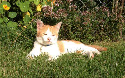 Katze im Sonnenschein