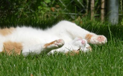 Katze räkelt sich im Sonnenschein