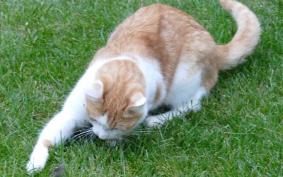 Katze spielt mit Maus