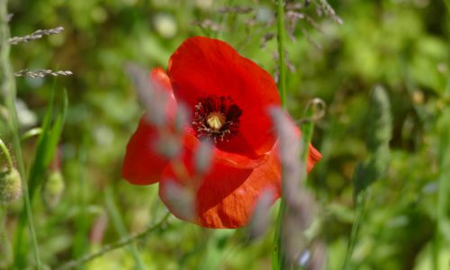 Klatschmohn